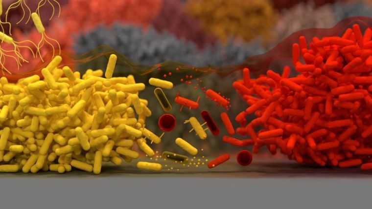 Group of yellow and red bacteria fighting
