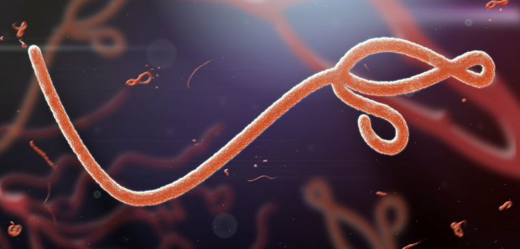Ebola virus under a microscope