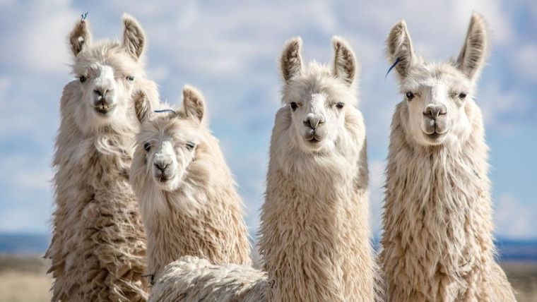 Four llamas