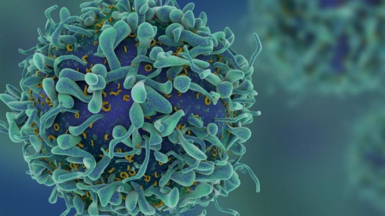 3D illustration of T-cells