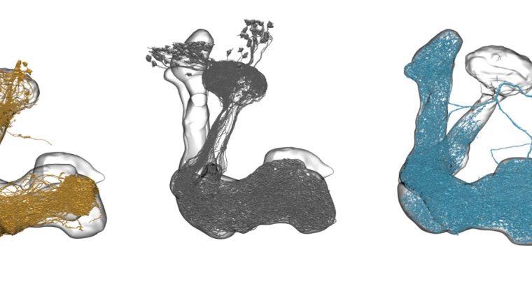 3-Dimensional reconstructions of neurons in one hemisphere of the fly’s mushroom bodies