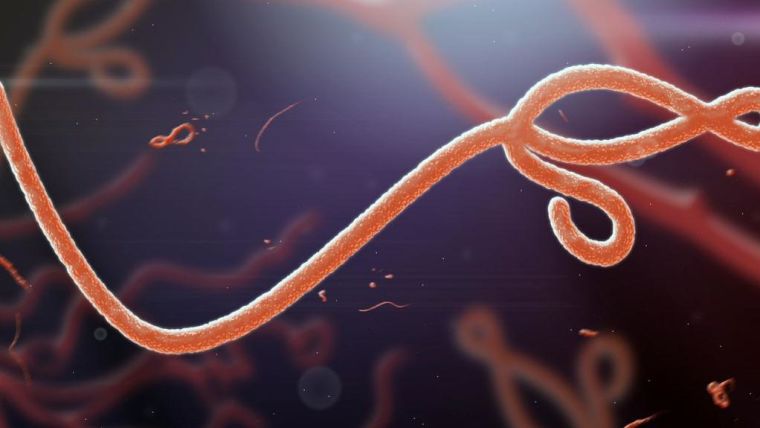 An artist's impression of an Ebolavirus