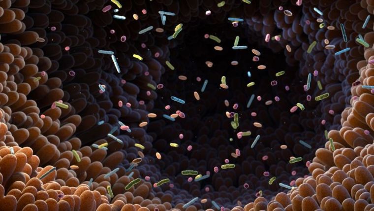 colourful gut bacteria