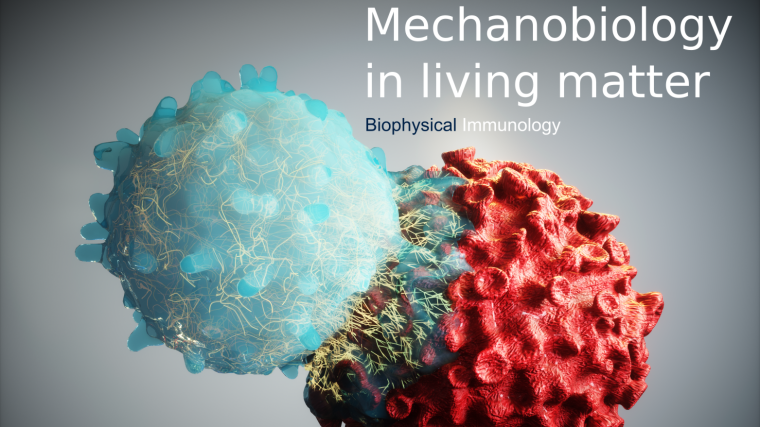 Biophysical Immunology header